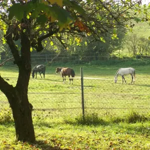 Ferienhaus Erlbach Garten mit Blick auf Pferdeweide